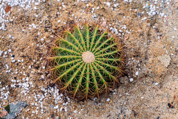 Golden barrel cactus, barrel cactus, Top view.