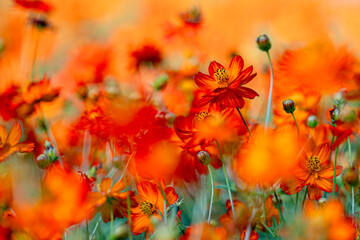 Orange Cosmos Flower, Close Up, Selective Focus
