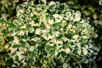 close up of polyscias plant, green and white leaf, patern background