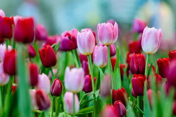 colorful tulip field, bloomimg, garden, selective focus