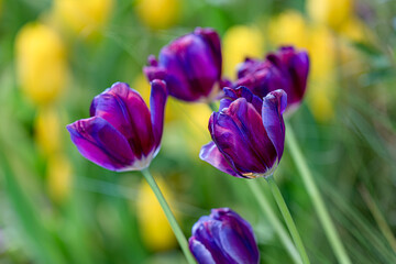 colorful tulip field, bloomimg, garden, selective focus