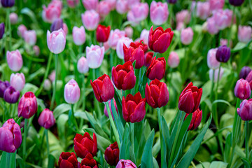 colorful tulip field, bloomimg, garden, selective focus