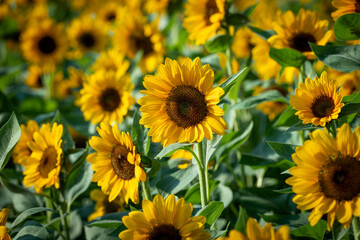 Sun Flower field, Blooming, Yellow