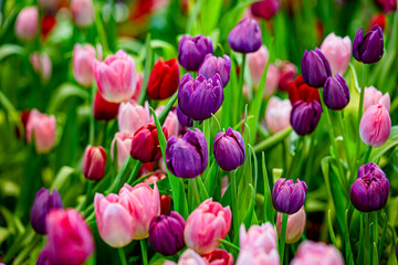 colorful tulip field, bloomimg, garden, selective focus