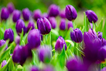 Obraz premium colorful tulip field, bloomimg, garden, selective focus