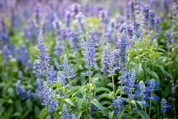  blue flowers of Blue Salvia or mealy sage the ornamental flower plant in summer garden nature background