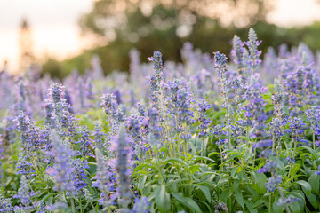  blue flowers of Blue Salvia or mealy sage the ornamental flower plant in summer garden nature background