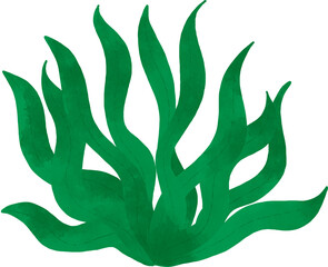 Seaweed watercolor 