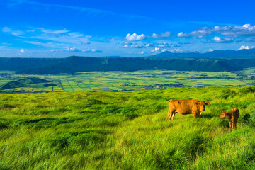 Fototapeta na wymiar 阿蘇外輪山を背景に赤牛の放牧