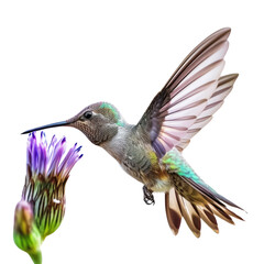 Hummingbird Flying Over Purple Flower in Detailed Wildlife Shot