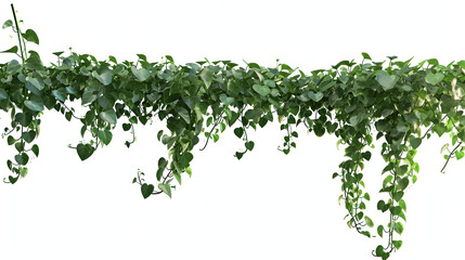 vine plant jungle, climbing isolated on white background. - obrazy, fototapety, plakaty