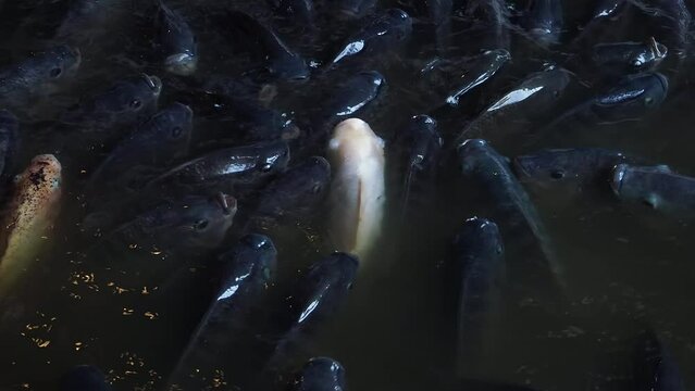 Raising freshwater tilapia for trade in the agricultural industry system, Numerous tilapia groups gather near the surface to wait for food and receive oxygen