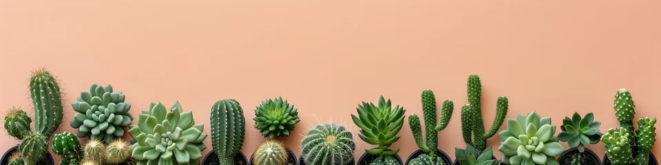 Tissu par mètre Cactus cactus and succulents