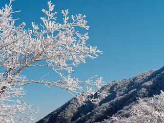 Snow and rime ice on the branches of bushes with blue sky and snowy mountain background. Beautiful winter background with twigs covered with hoarfrost. Cold snowy weather. Cool frosting texture.