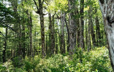 Obraz premium View of a green forest in the south of Chile
