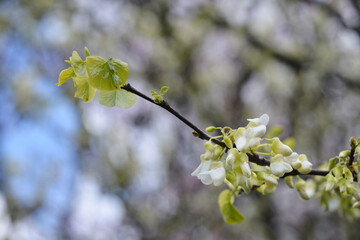 White Judas tree branch with flower buds