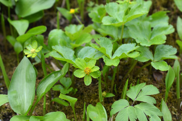 Dwarf masterwort flower