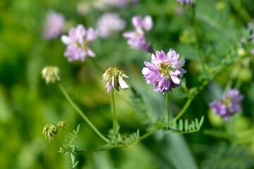 Purple crown vetch flowers
