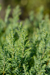 Lawsons Cypress Ellwoodii branch