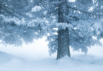 Pine tree covered with snow and frost in a foggy winter day.