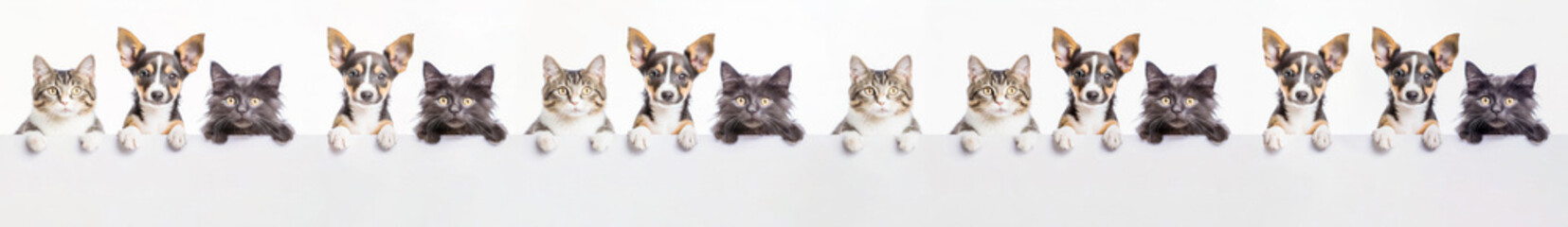 A row of cute cats and dogs puppies peeking out from behind a white blank banner. on gray background, copy space.Banner,white mockup. - obrazy, fototapety, plakaty