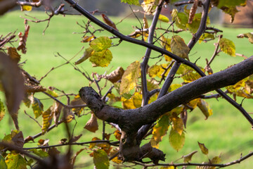 Autumn Leaves in Zurich, Switzerland
