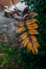 Rowan Leaves (Sorbus aucuparia) in Autumn in Zurich, Switzerland