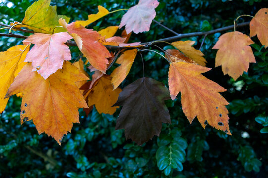Tatar maple (Acer tataricum) leaves in Autumn in Zurich, Switzerland