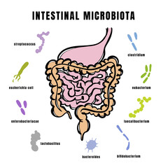 INTESTINAL MICROBIOTA OF THE HUMAN Types Of Bacteria In Gut Medical Banner For Student Education Anatomy Scheme With Text Hand Drawn Vector Illustration