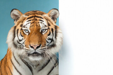 Blank white mockup banner.A tiger holds big billboard.blue background, copy space.