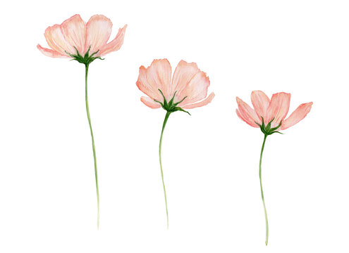 Fleurs cosmos oranges aquarelle