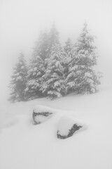 Black and white winter landscape image with pine trees and rocks covered with snow and fog.