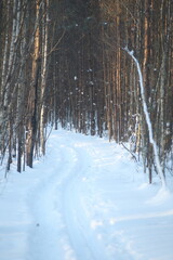 forest in winter