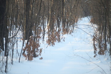 forest in winter