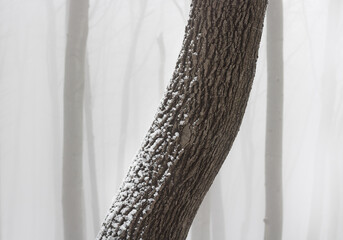 Close up image of the trunk covered with snow in a foggy forest.
