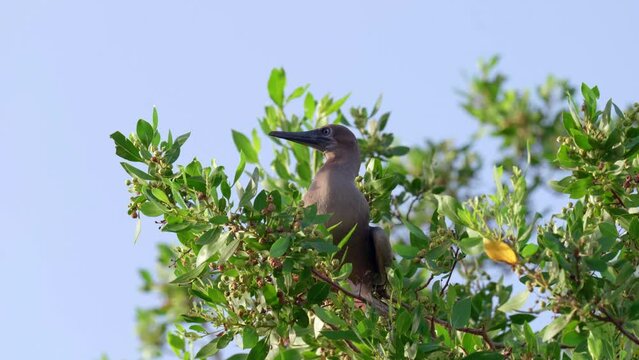 A dark red-footed booby (Sula sula) in a tree on Little Cayman Island in the Cayman Islands.