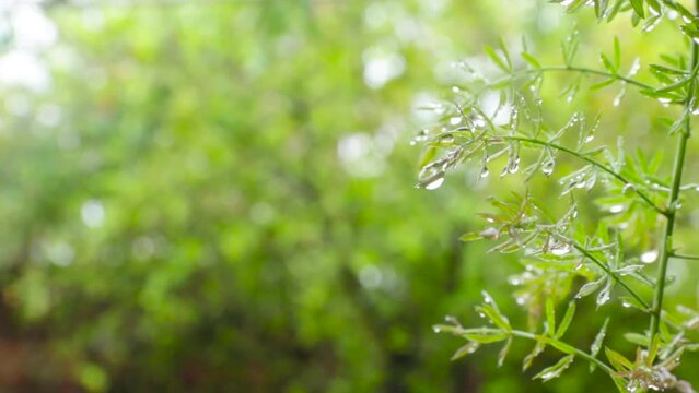 Rain drops on leaves with blurred green background. dew drops. asparagus densiflorus sprengeri
