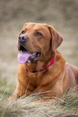 Portrait of a Fox Red Labrador dog on a Welsh Mountain. 