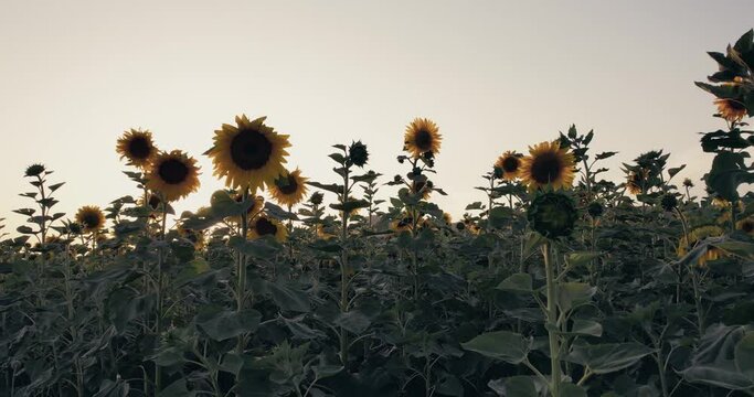 Vibrant sunflower field in sunset, aerial view