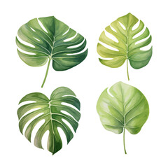 watercolor painting of monstera leaf four collection