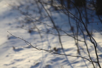 tree in the snow