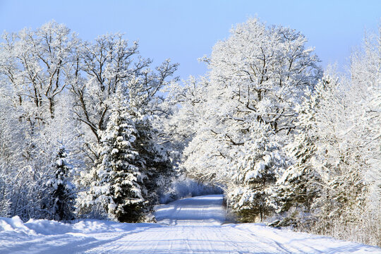 Picturesque winter scene featuring a snow-covered road flanked by numerous trees.