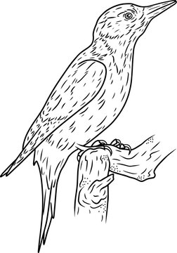 recommend clip art: Line art bird