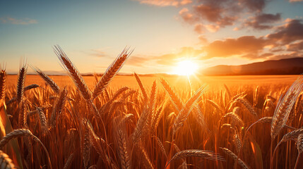 image captures peaceful scene of wheat field at sunrise. The sun is visible, appearing as bright, golden orb amidst the wheat stalks