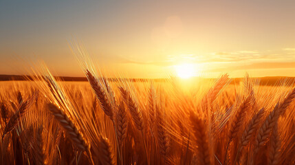 Obraz premium image captures peaceful scene of wheat field at sunrise. The sun is visible, appearing as bright, golden orb amidst the wheat stalks