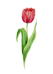 Tulipe rouge &agrave; l'aquarelle