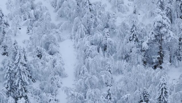 Winter Scene With Forest Trees Covered In Snow In Indre Fosen, Norway - Aerial Drone Shot