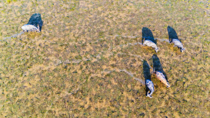 Aerial photograph of buffalo herds feeding on wetlands grasslands.