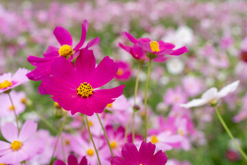 Close-up Purple Cosmos flower field in the morning  at Chtain Mai, Thailand.