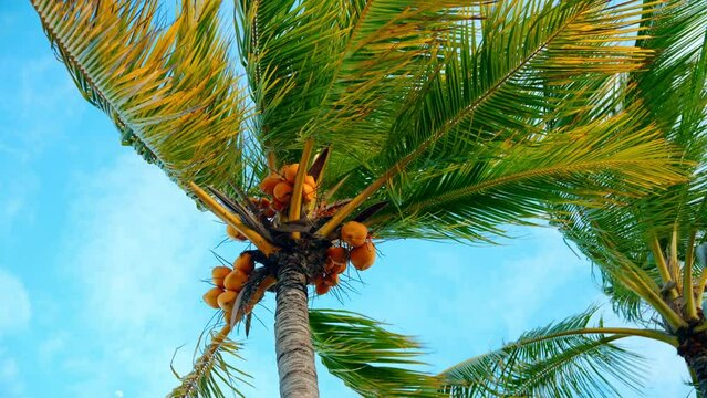 Static close up shot of a tropical palm treen with mature yellow coconuts. Wind blowing the palm leaves. Tropical paradise.